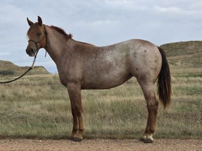 Roan Bar Topsail JW <BR>AQHA 6420076